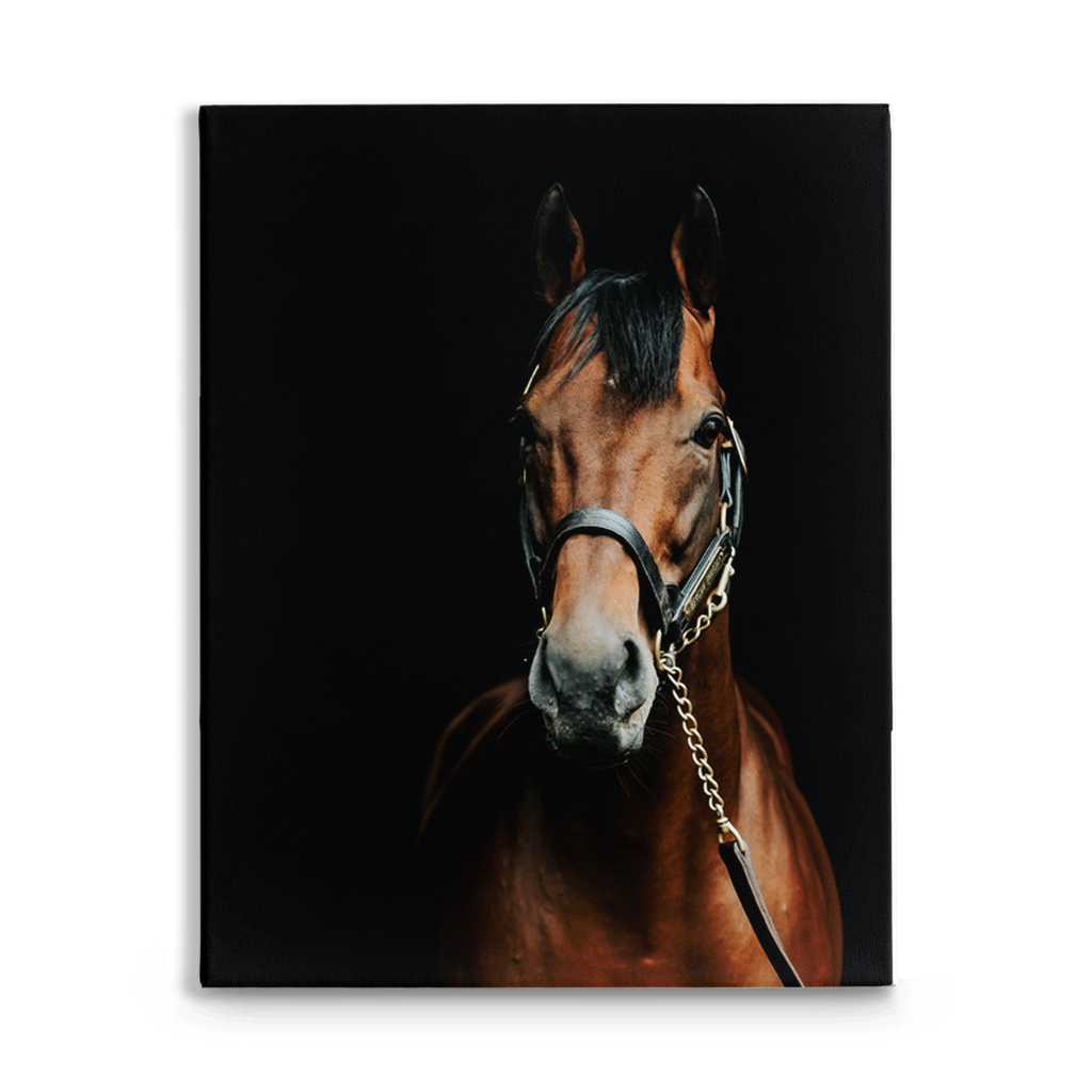 American Pharoah Series 4, Stretched Canvas