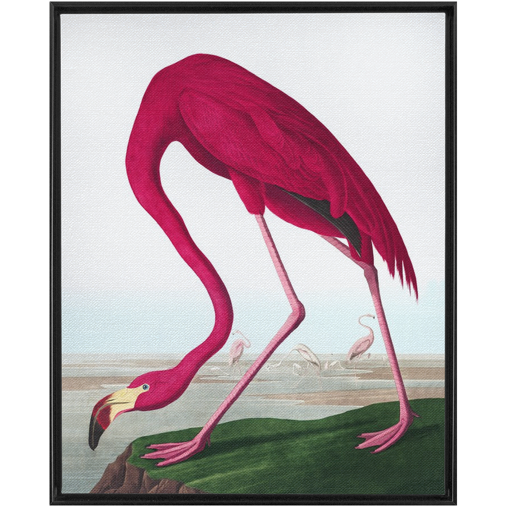 Modern Audobon Flamingo, Framed Canvas