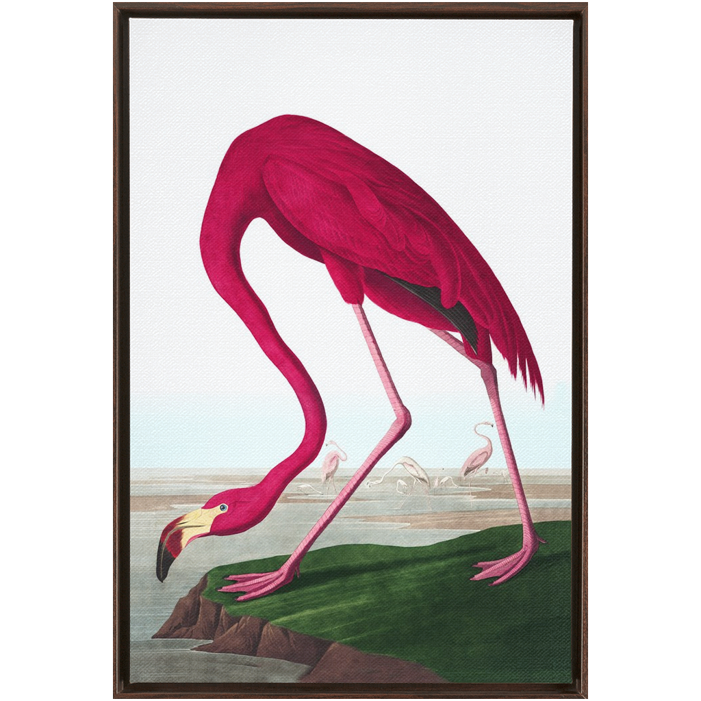 Modern Audobon Flamingo, Framed Canvas