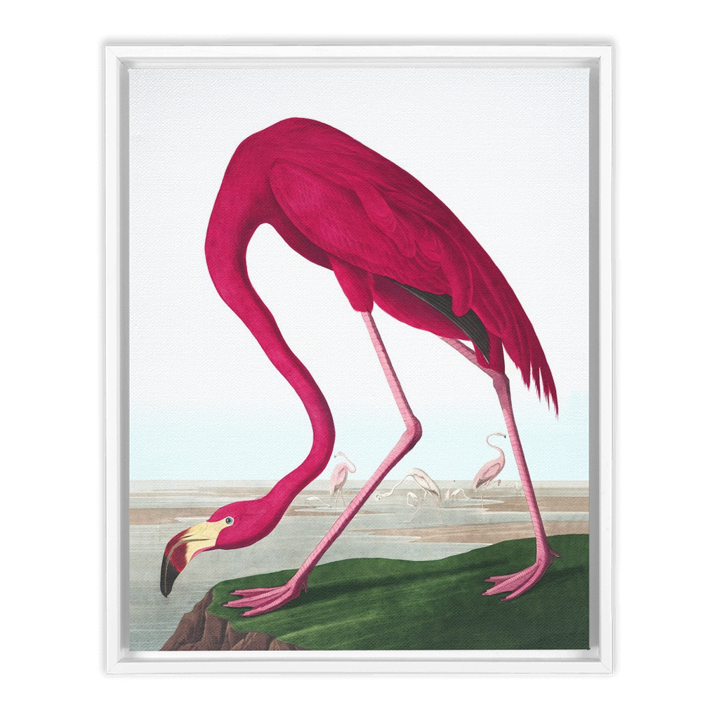 Modern Audobon Flamingo, Framed Canvas