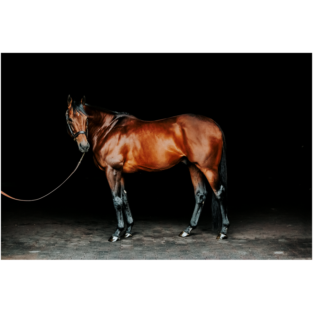 American Pharoah Series 1, Print