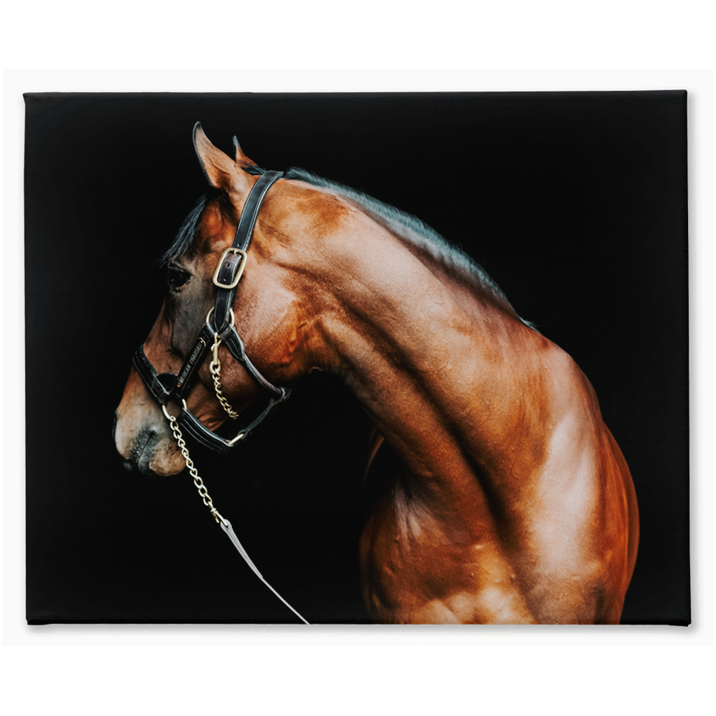 American Pharoah Series 5, Stretched Canvas