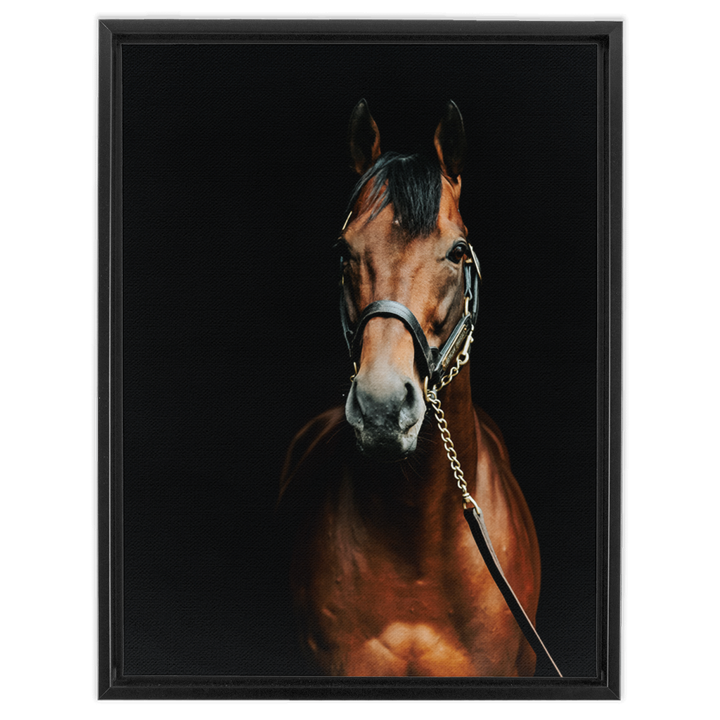 American Pharoah Series 4, Framed Canvas