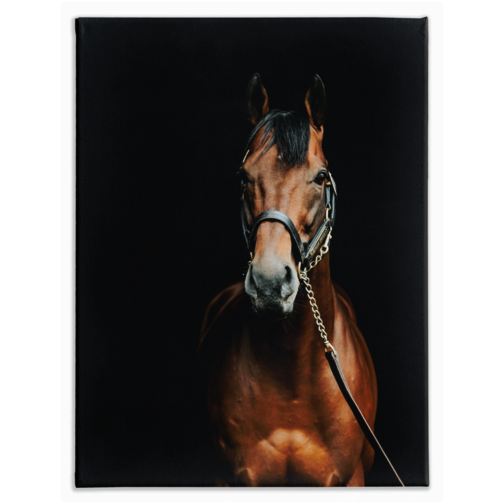 American Pharoah Series 4, Stretched Canvas