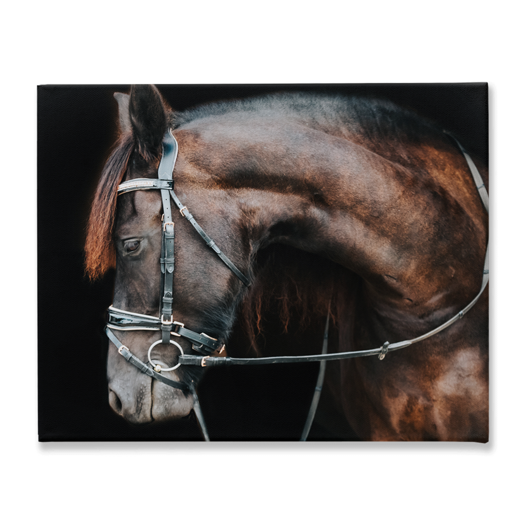 Regal Series 1, Stretched Canvas