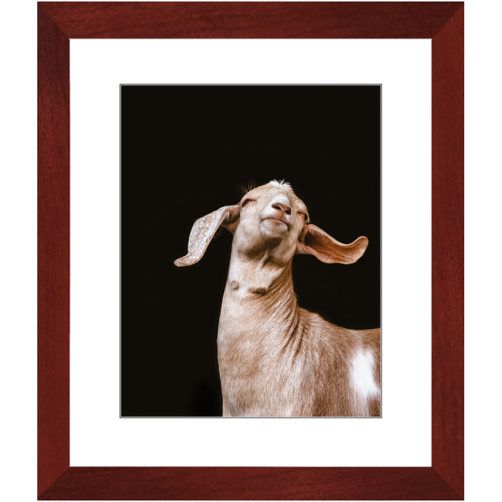 Happy Goat Series 1, Framed Print