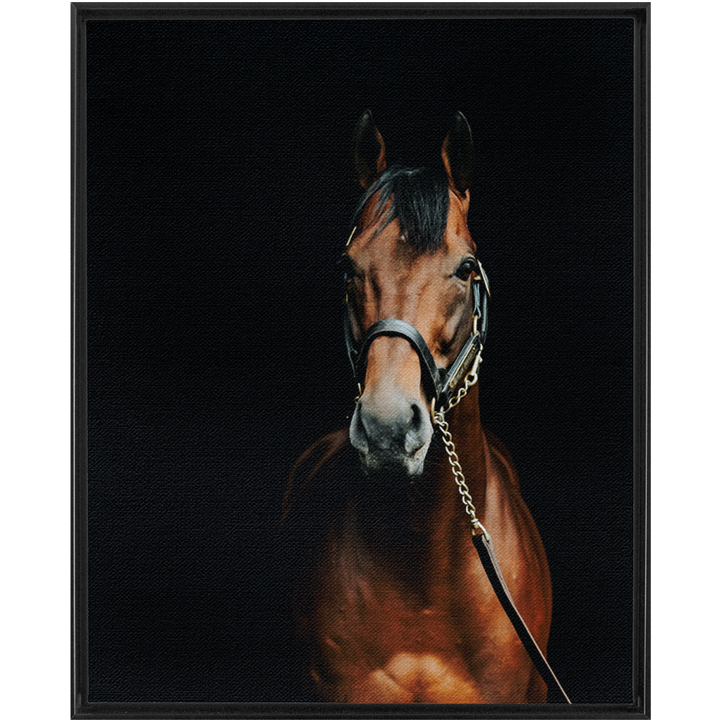 American Pharoah Series 4, Framed Canvas