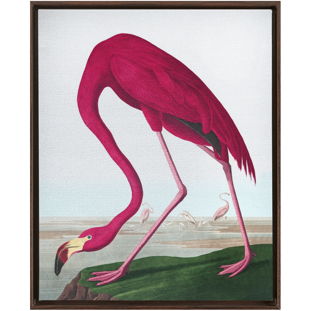 Modern Audobon Flamingo, Framed Canvas