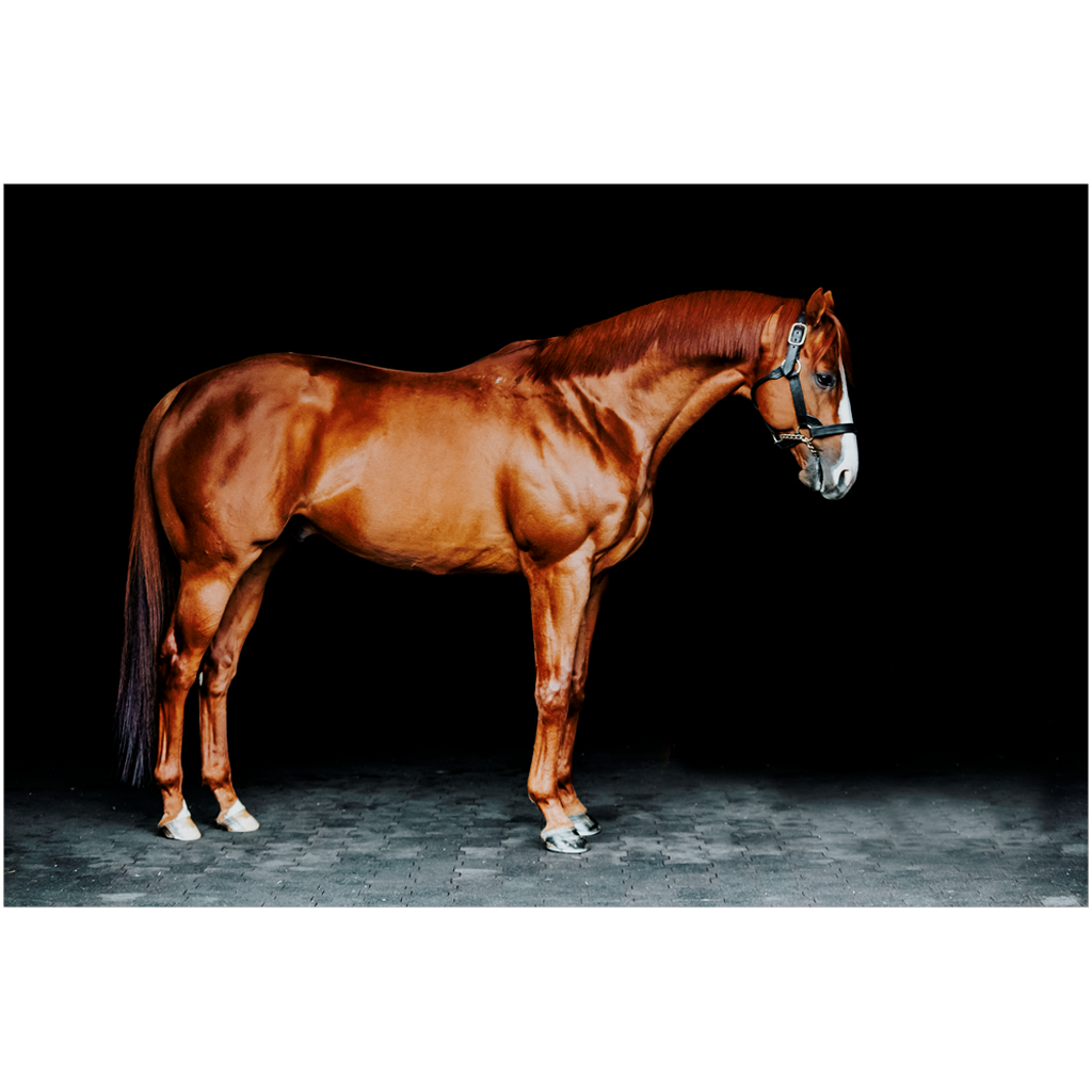 Justify Series 6, Print