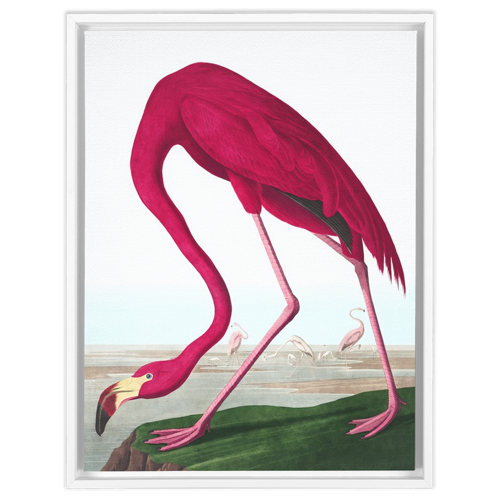 Modern Audobon Flamingo, Framed Canvas