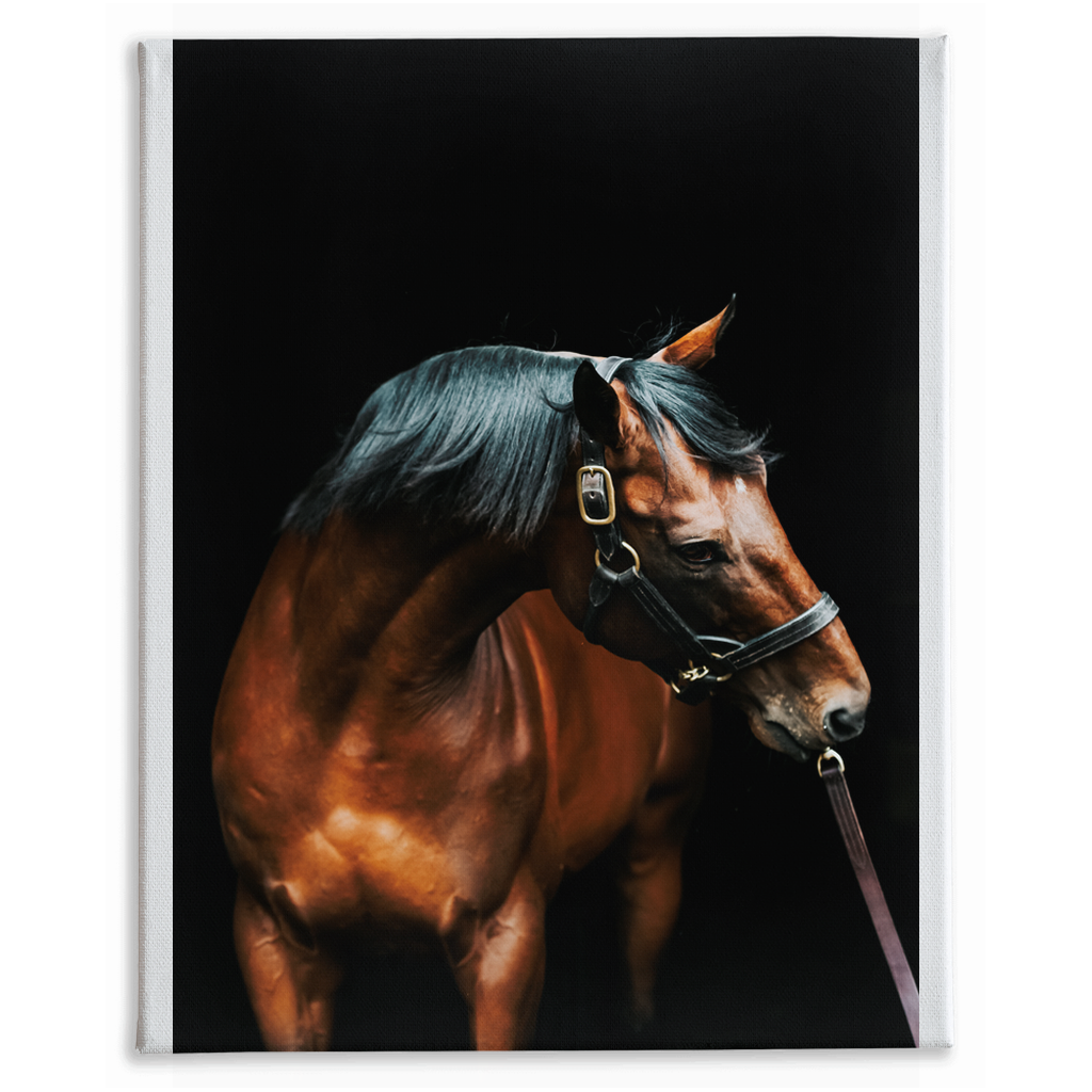 American Pharoah Series 3, Stretched Canvas