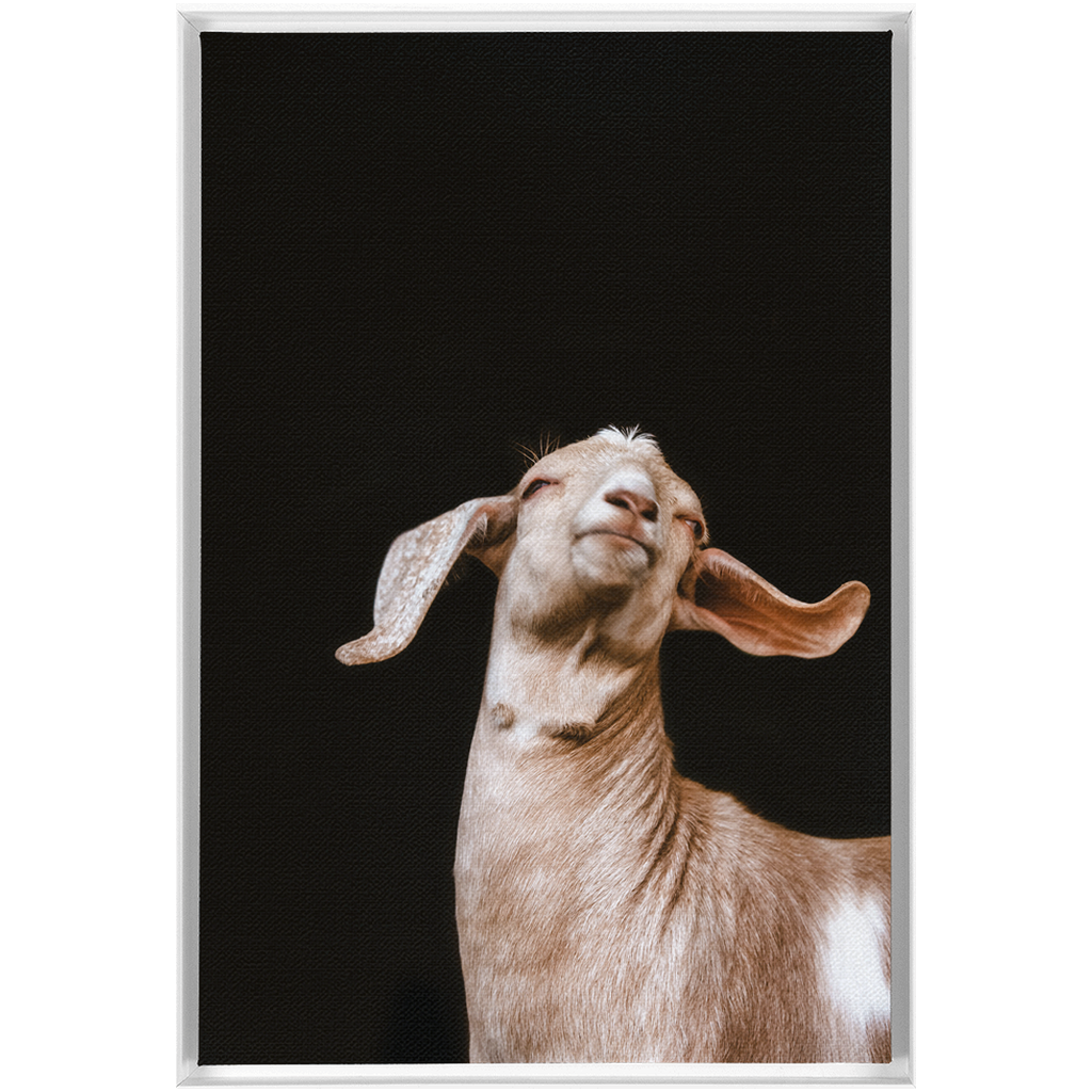 Happy Goat Series 1, Framed Canvas