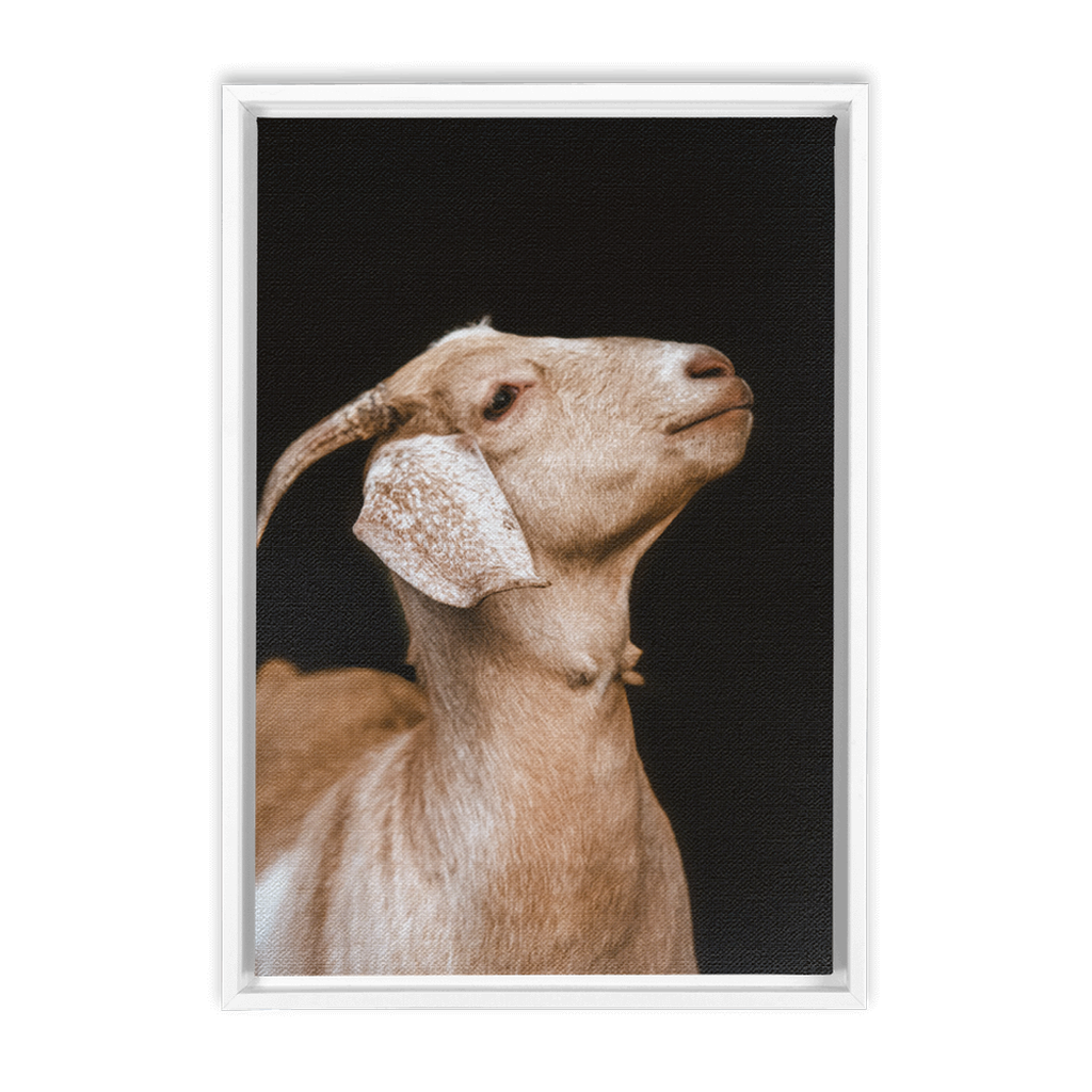 Happy Goat Series 2, Framed Canvas