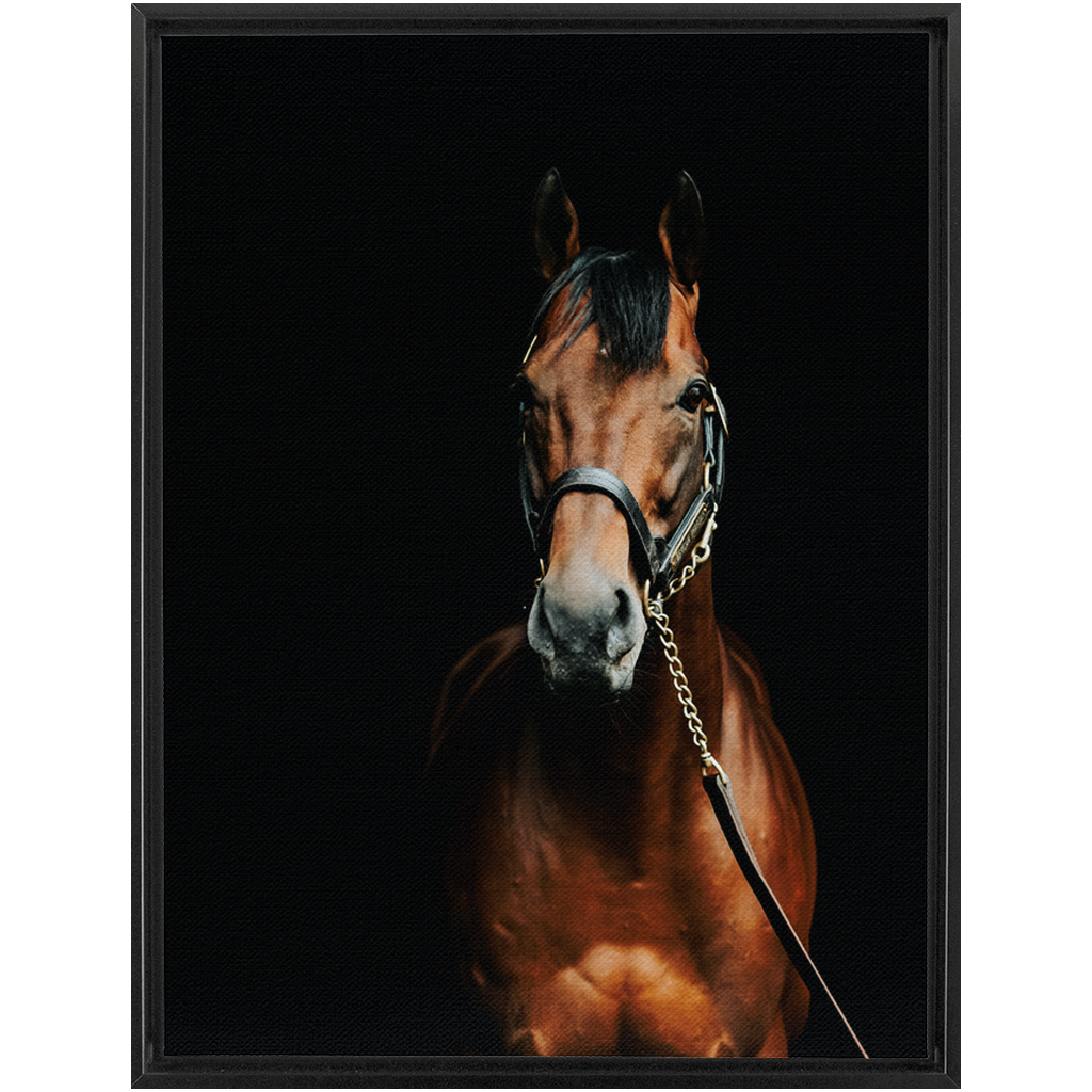 American Pharoah Series 4, Framed Canvas