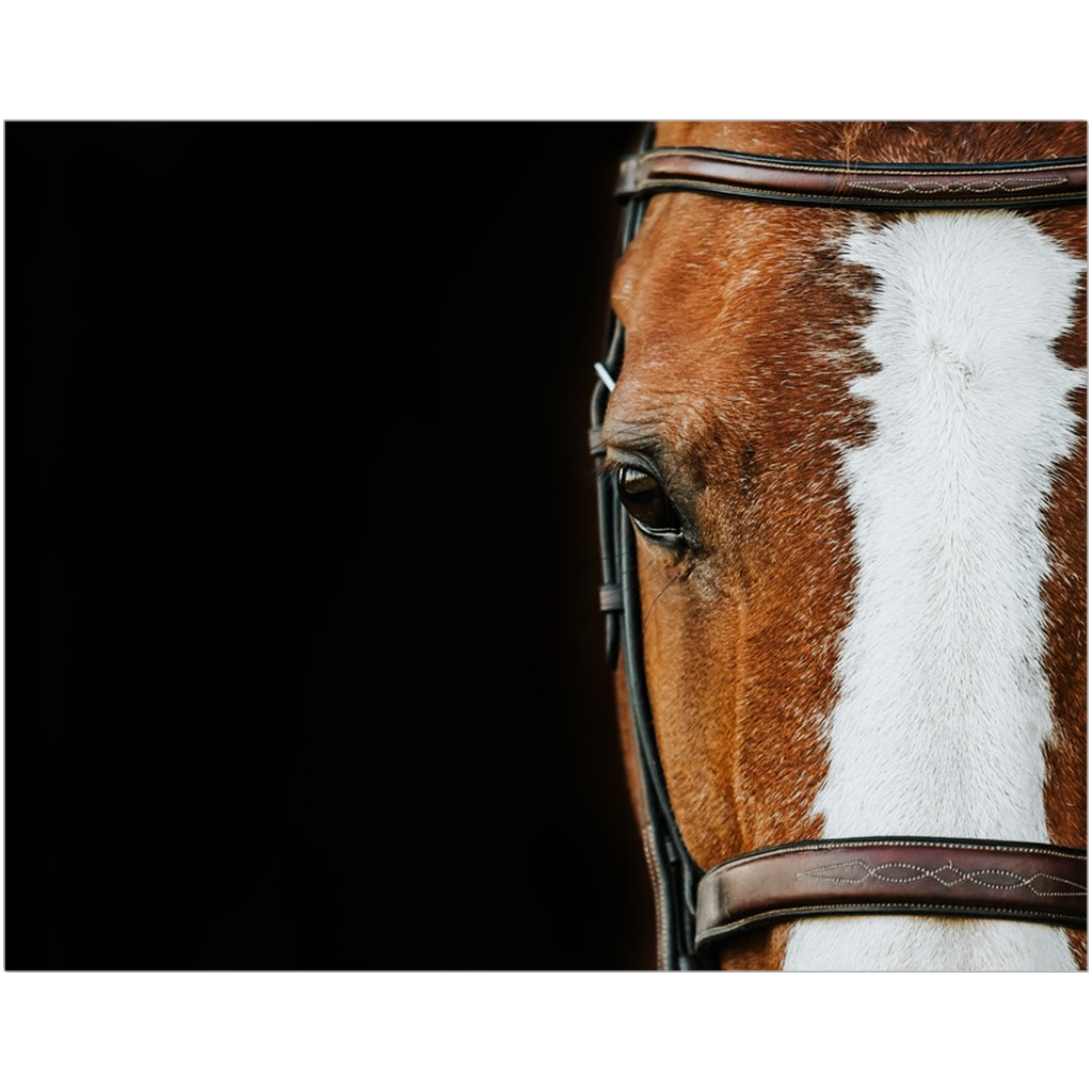 Huntsman Series 5, Print