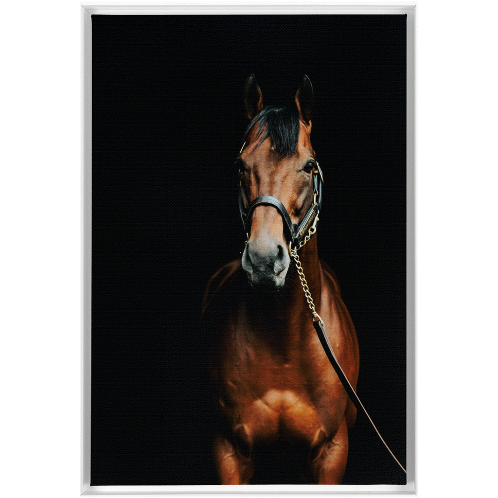 American Pharoah Series 4, Framed Canvas