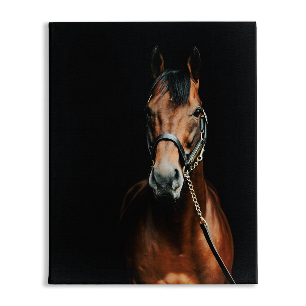 American Pharoah Series 4, Stretched Canvas