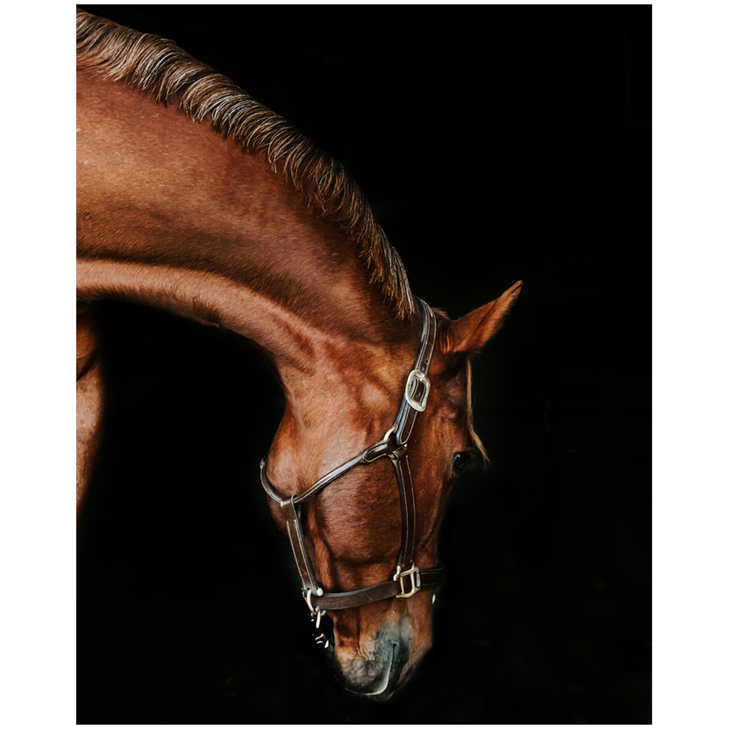 Django 6, Fine Art Print