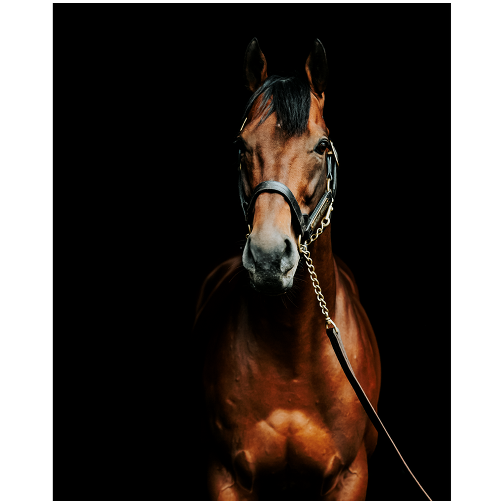 American Pharoah Series 4, Print