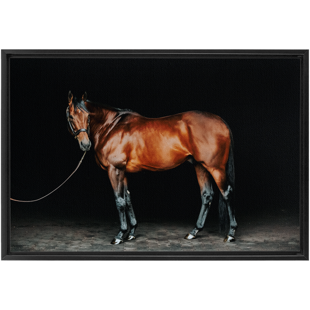 American Pharoah Series 1, Framed Canvas