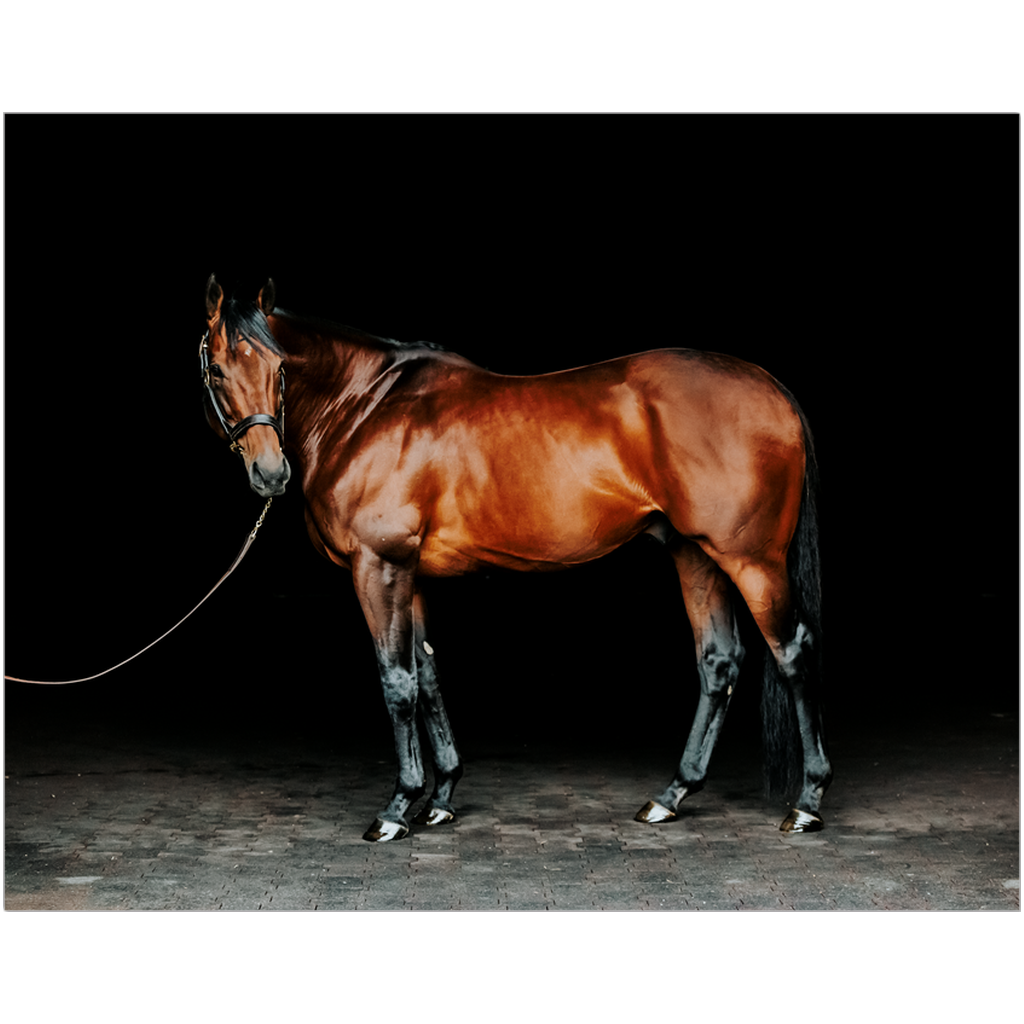 American Pharoah Series 1, Print