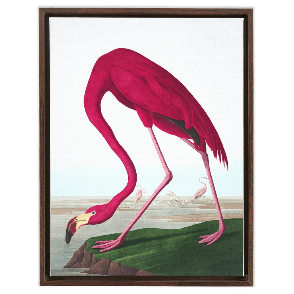 Modern Audobon Flamingo, Framed Canvas
