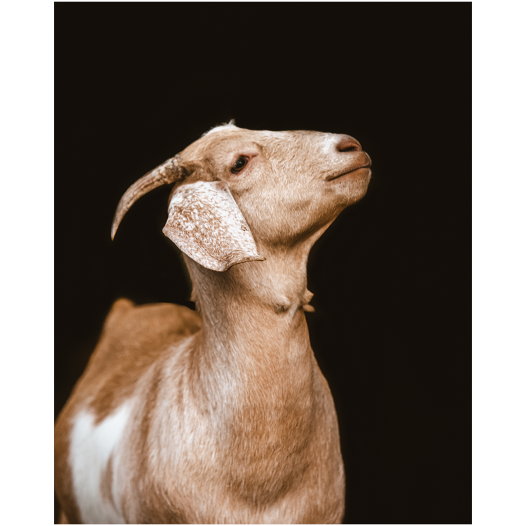 Happy Goat Series 2