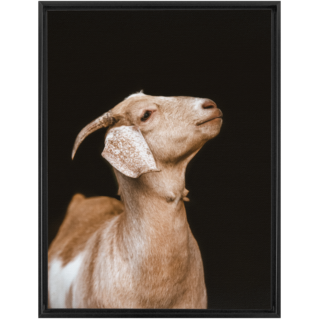 Happy Goat Series 2, Framed Canvas
