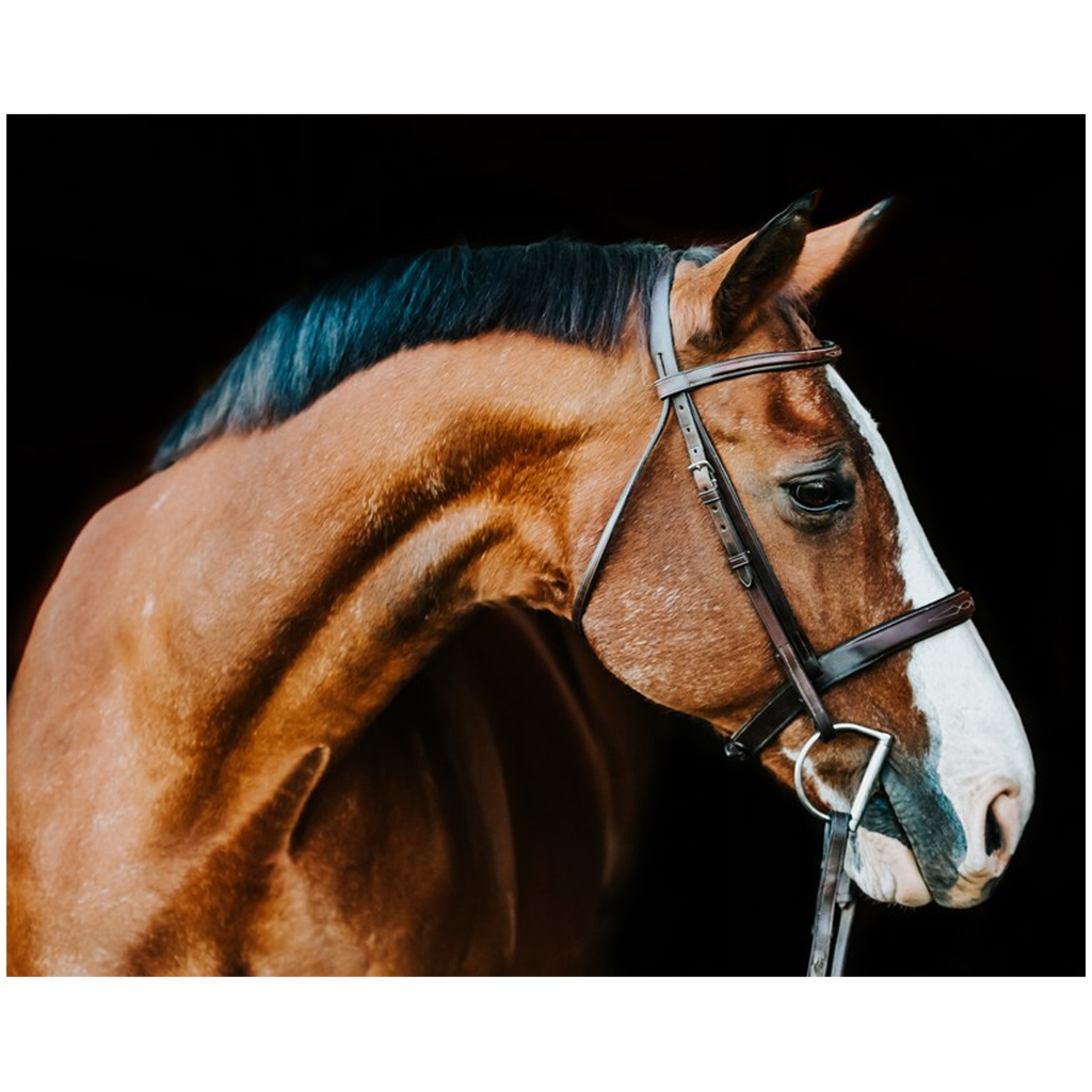 Huntsman Series 3, Print
