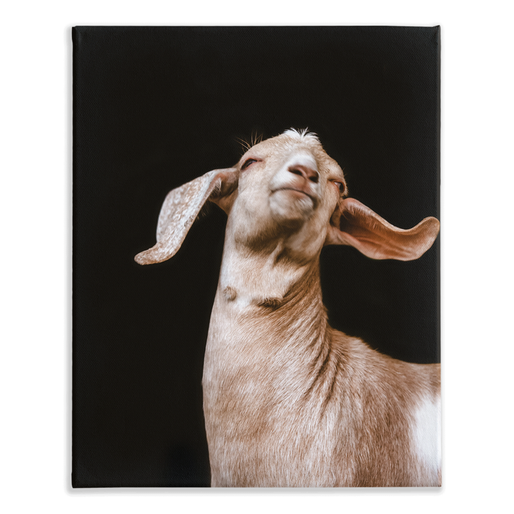 Happy Goat Series 1, Stretched Canvas