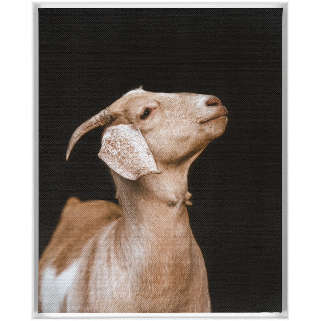 Happy Goat Series 2, Framed Canvas