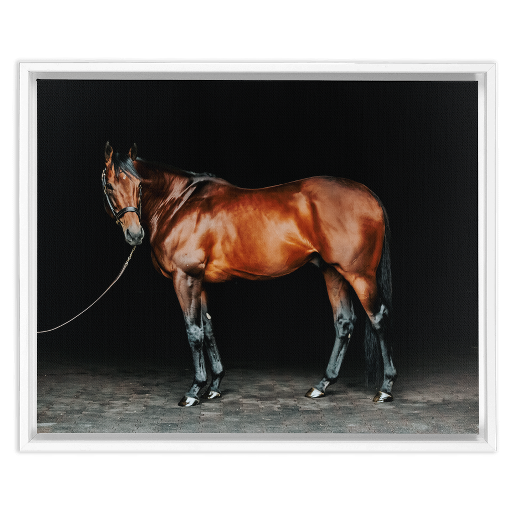 American Pharoah Series 1, Framed Canvas