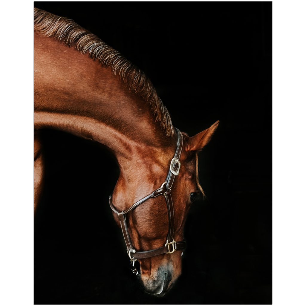 Django 6, Fine Art Print