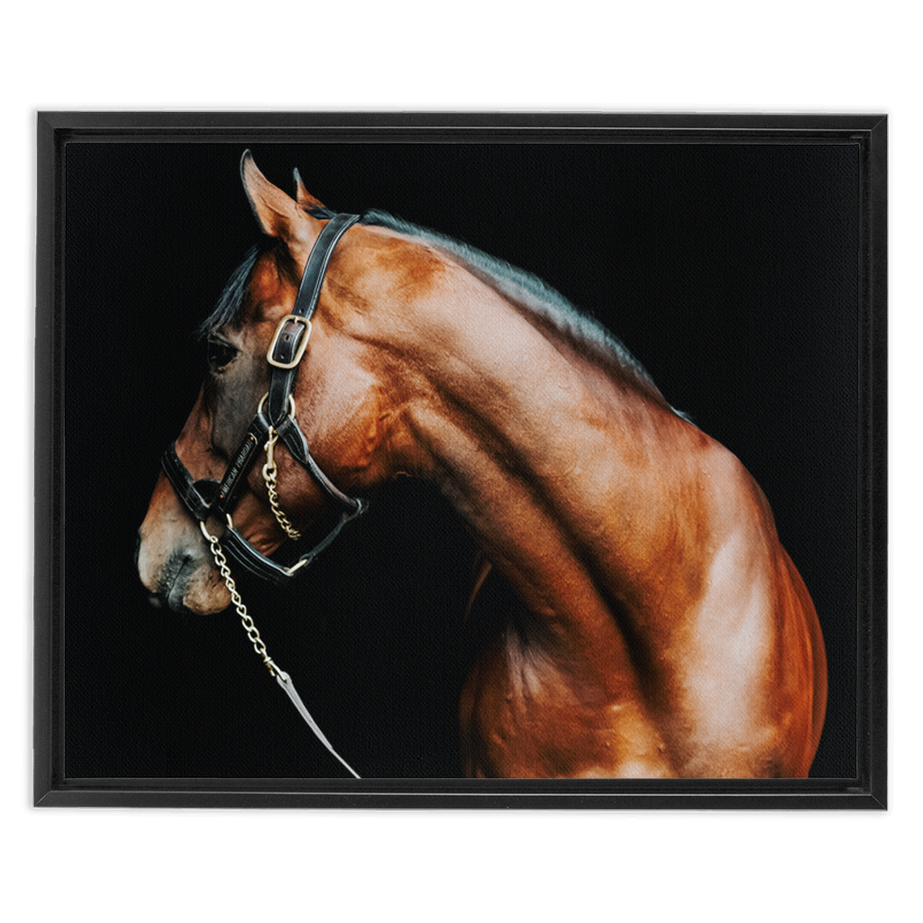 American Pharoah Series 5, Framed Canvas