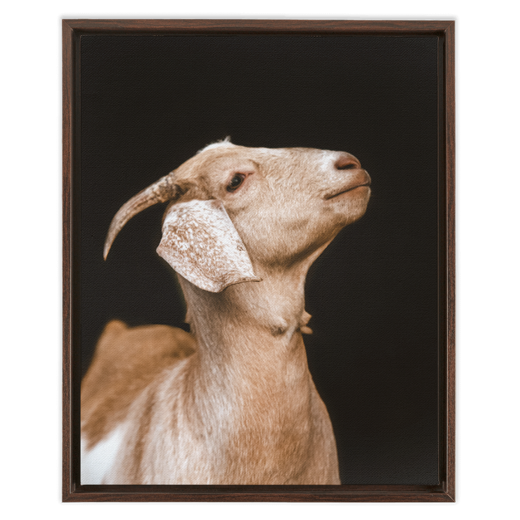 Happy Goat Series 2, Framed Canvas