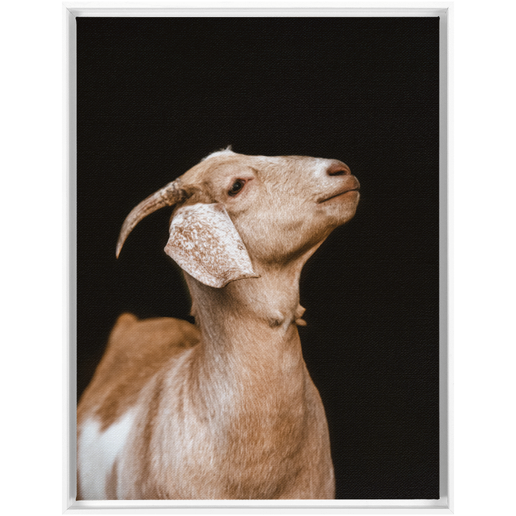 Happy Goat Series 2, Framed Canvas