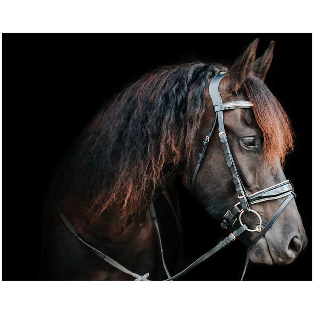 Regal Series 6, Print