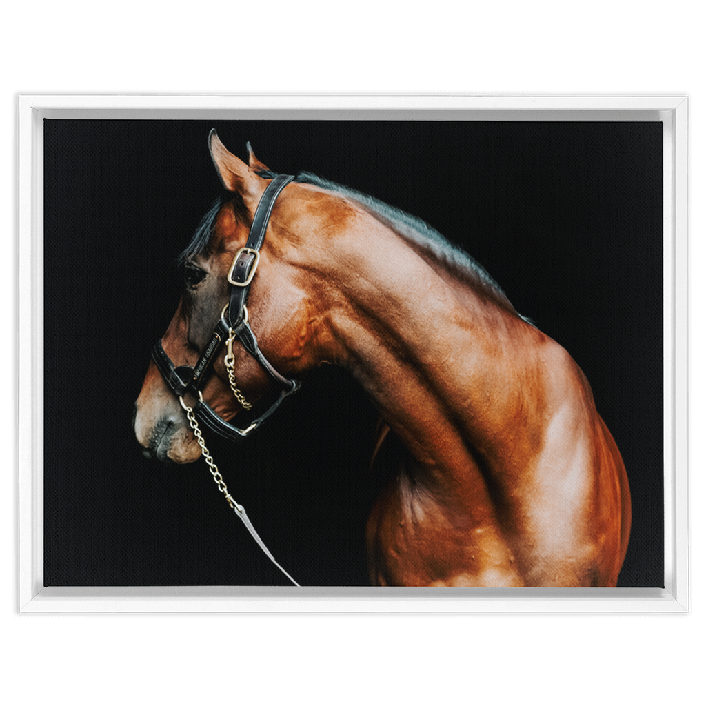 American Pharoah Series 5, Framed Canvas
