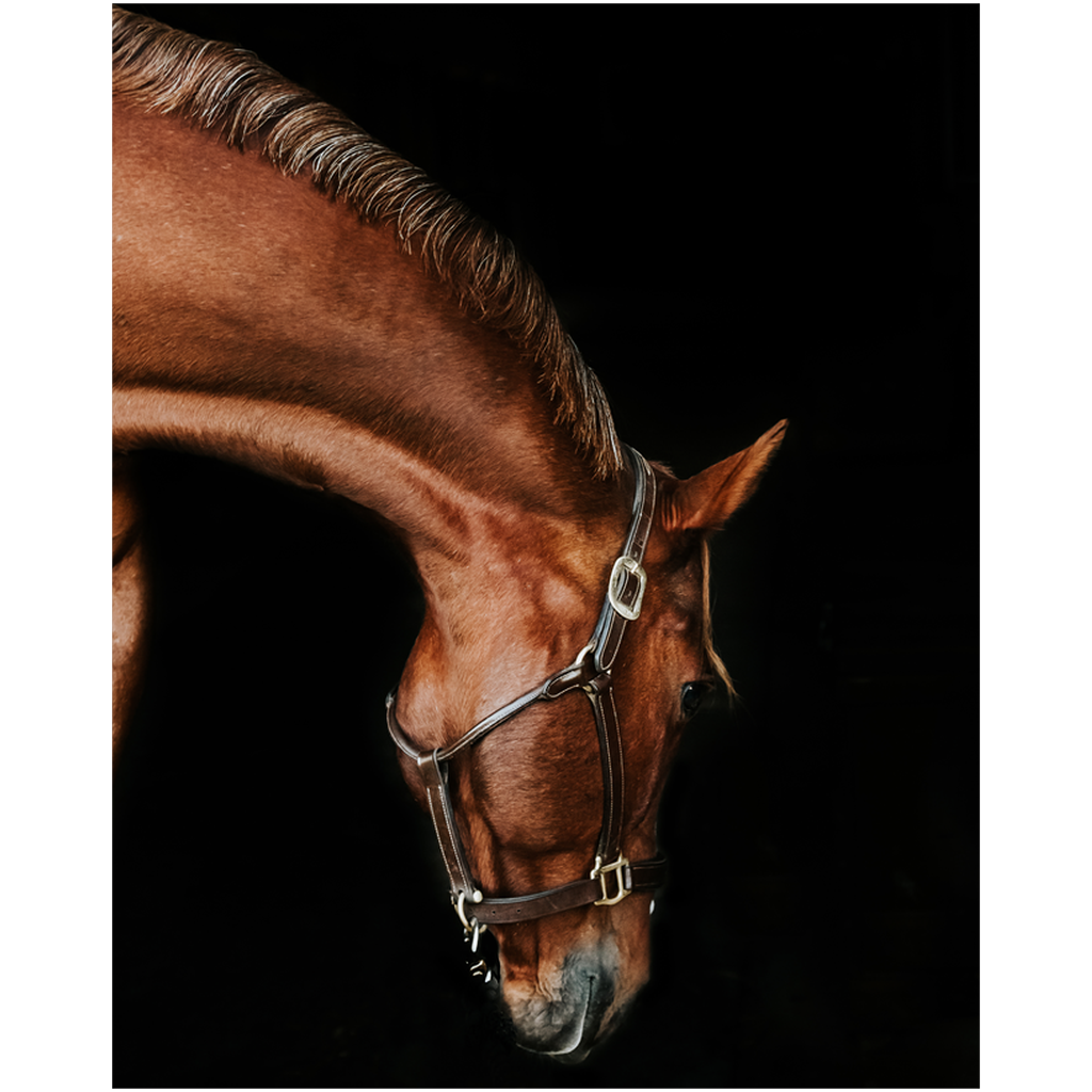 Django 6, Fine Art Print