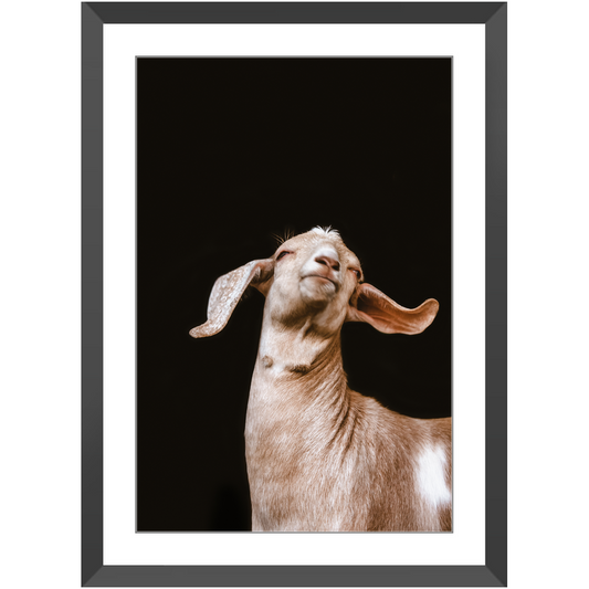 Happy Goat Series 1, Framed Print