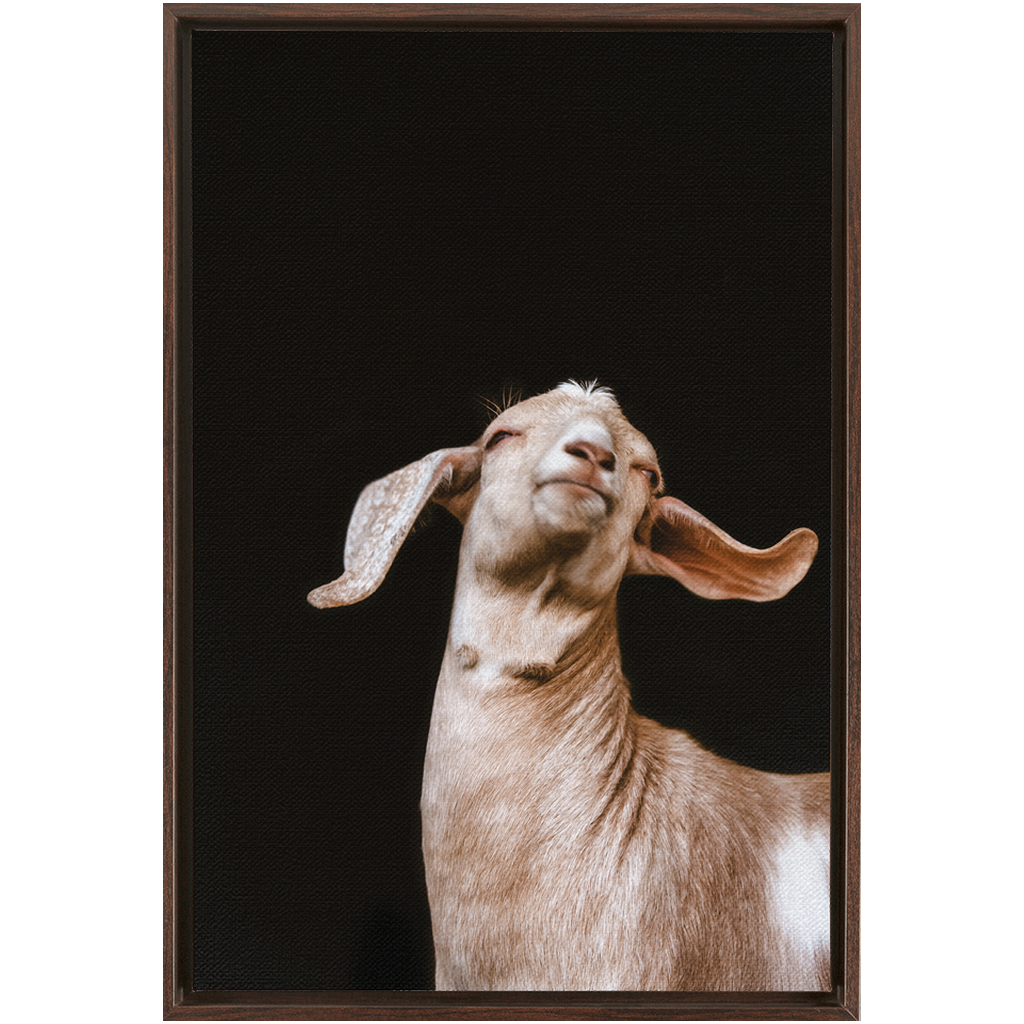 Happy Goat Series 1, Framed Canvas
