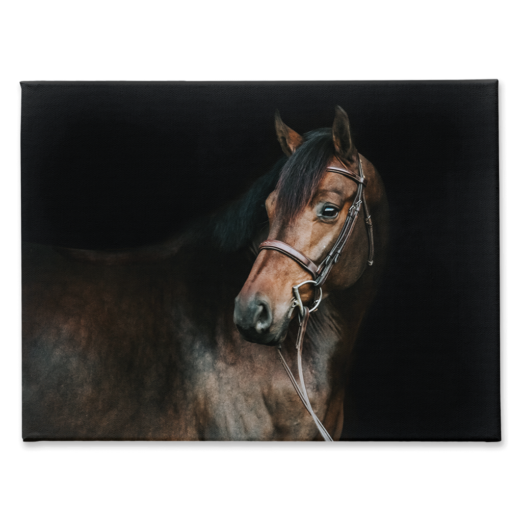 Jovial Series 2, Stretched Canvas