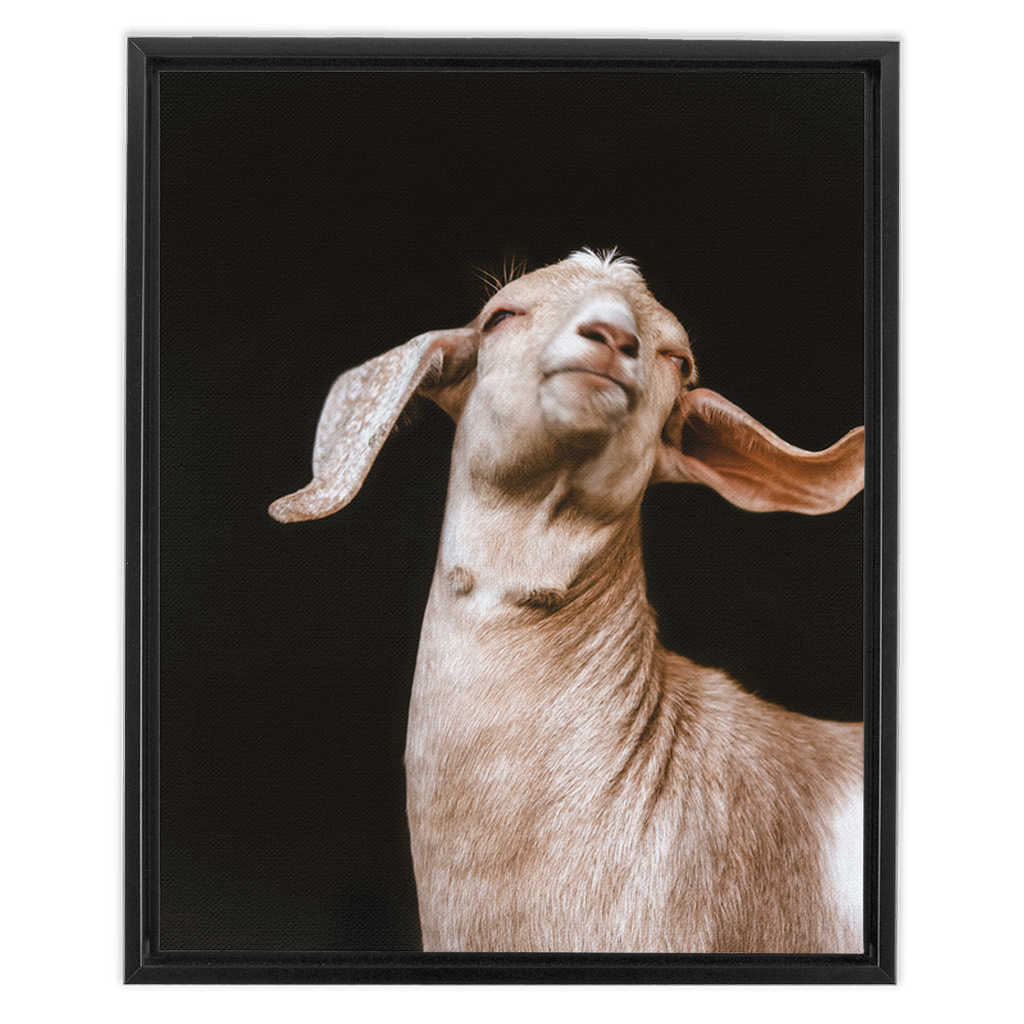 Happy Goat Series 1, Framed Canvas