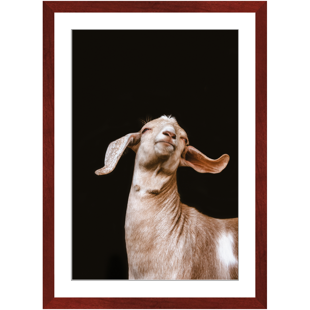 Happy Goat Series 1, Framed Print