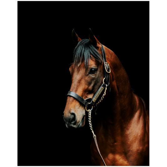 American Pharoah Series 2, Print