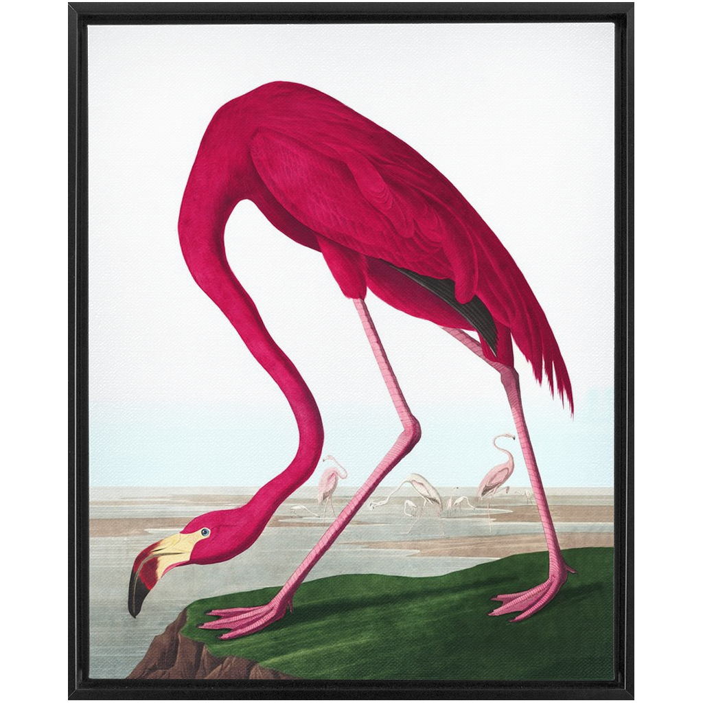 Modern Audobon Flamingo, Framed Canvas