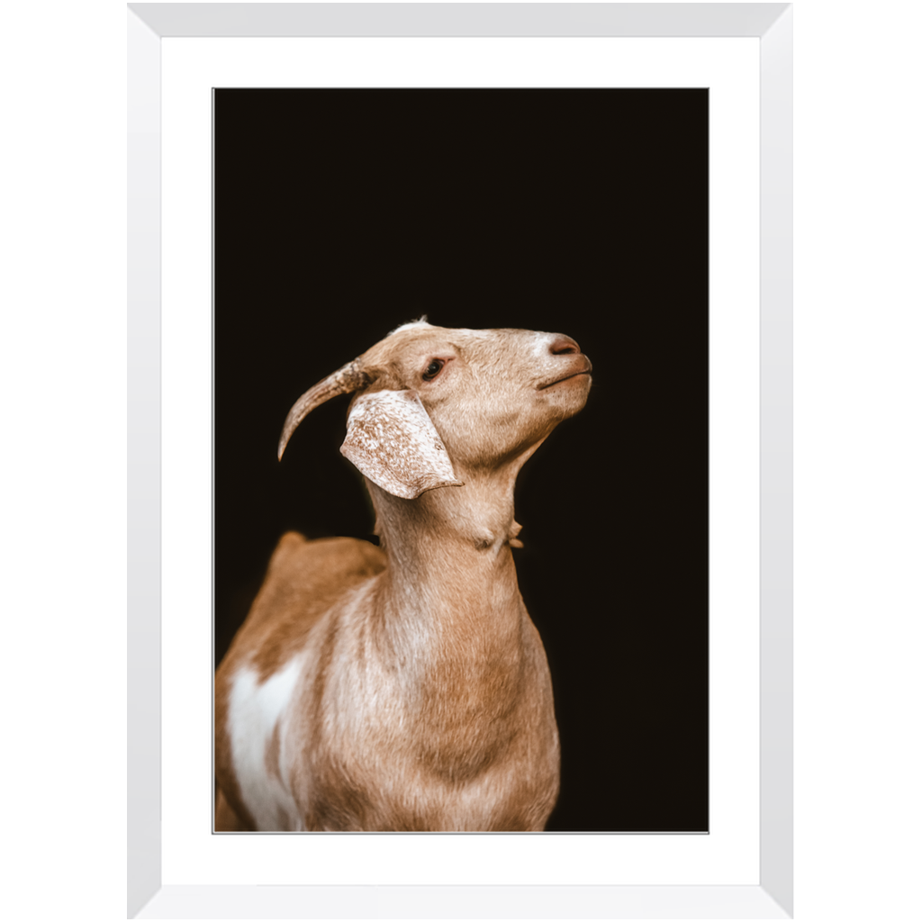 Happy Goat Series 2, Framed Print