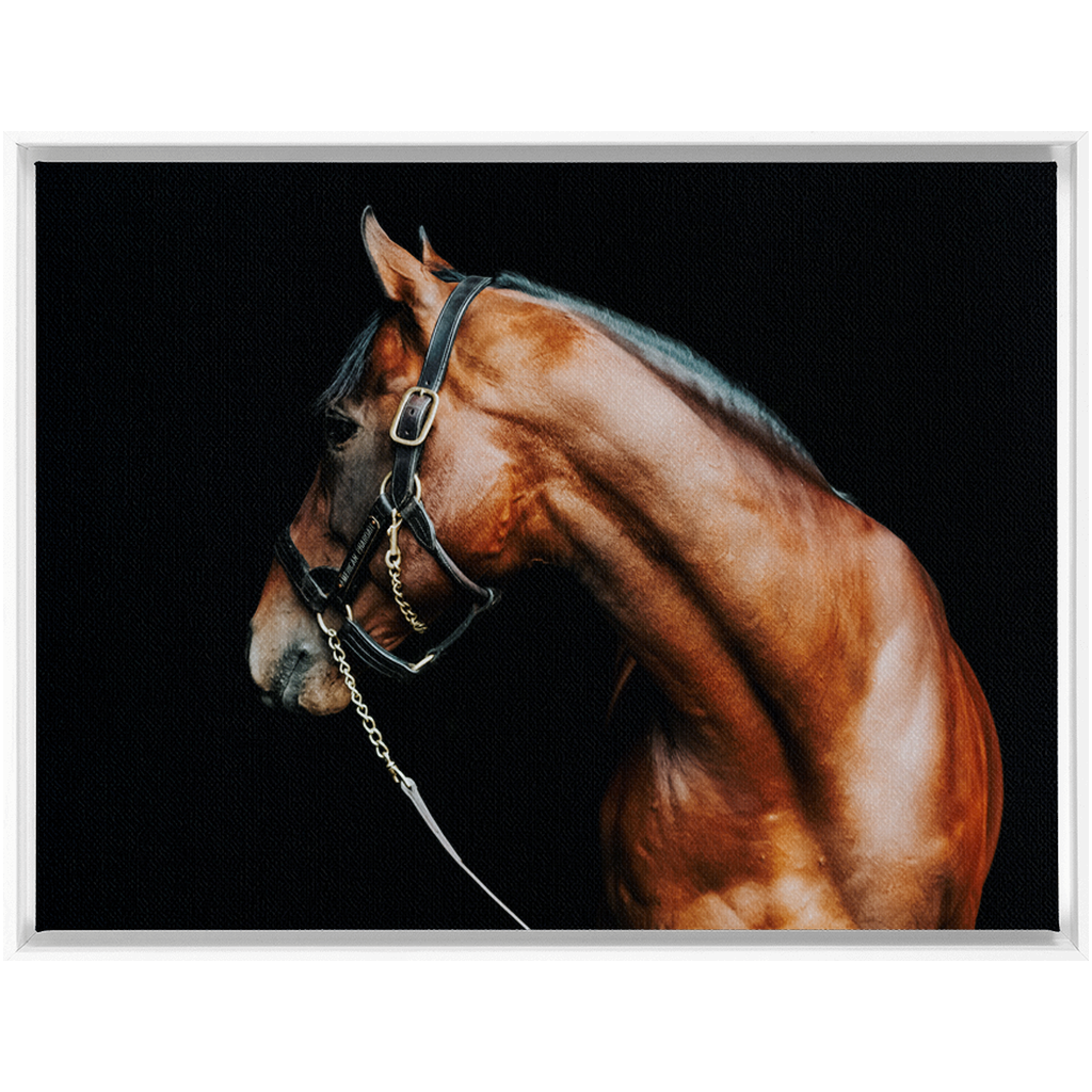 American Pharoah Series 5, Framed Canvas