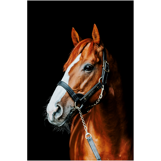 Justify Series 5, Print