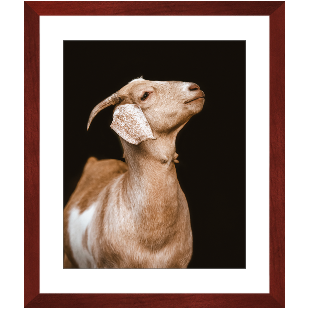 Happy Goat Series 2, Framed Print